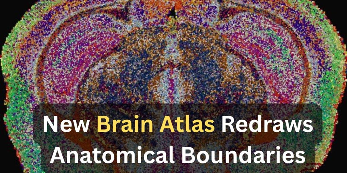 This shows a cross section of a mouse brain. Caption reads "New Brain Atlas Redraws Anatomical Boundaries."