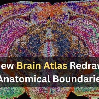This shows a cross section of a mouse brain. Caption reads "New Brain Atlas Redraws Anatomical Boundaries."
