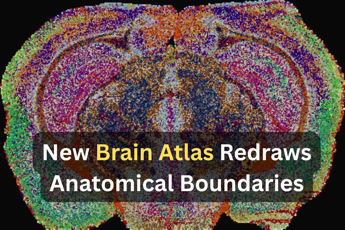 This shows a cross section of a mouse brain. Caption reads "New Brain Atlas Redraws Anatomical Boundaries."