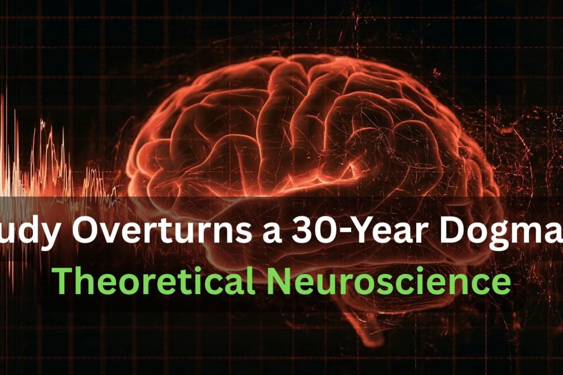Shared Neural Noise Does Not Cap Brain Information
