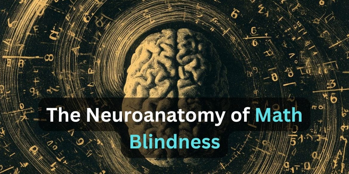 This shows a brian surrounded by numbers. Caption reads "The Anatomy of Math Blindness."