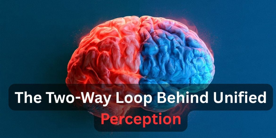 This shows a brain, half colored blue and the other red. Caption reads "The Two-Way Loop Behind Unified Perception"