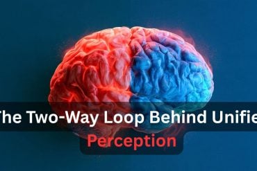 This shows a brain, half colored blue and the other red. Caption reads "The Two-Way Loop Behind Unified Perception"