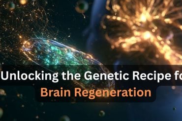 This shows a brian and stem cells. Caption reads "Unlocking the Genetic Recipe for Brain Regeneration".