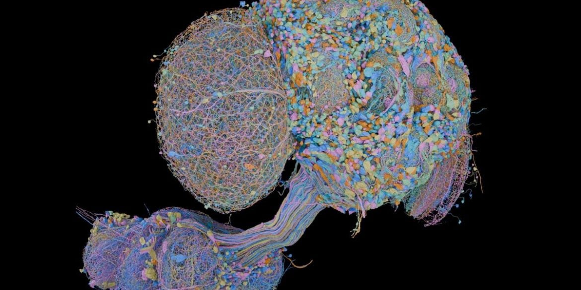This shows the connectome of the CNS of a fly.