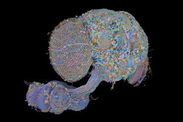 This shows the connectome of the CNS of a fly.