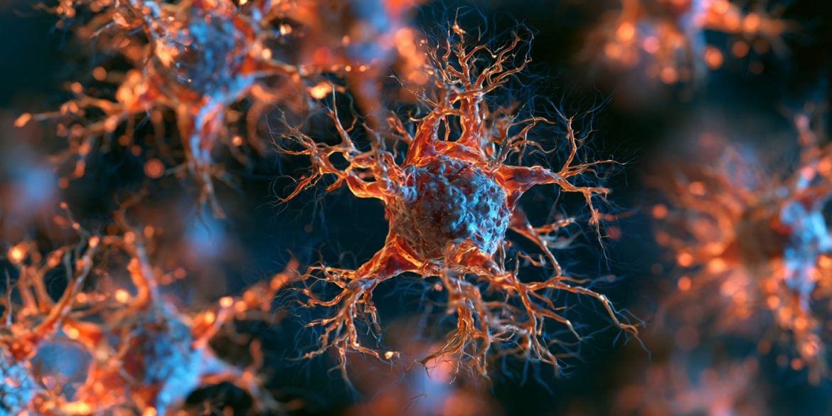 This shows neurons.