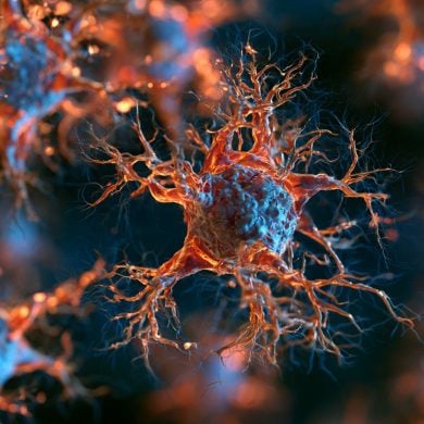 This shows neurons.