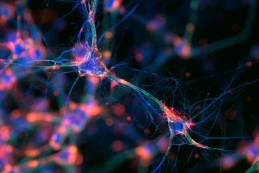 3D scientific visualization of a developing neuron cell body with an illuminated nucleus extending an axon through a spinal pathway waypoint.