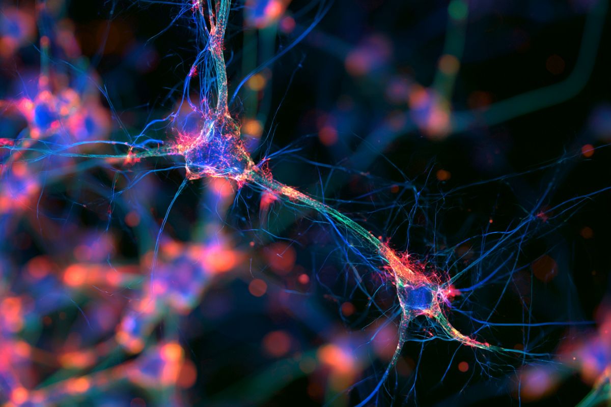 3D scientific visualization of a developing neuron cell body with an illuminated nucleus extending an axon through a spinal pathway waypoint.