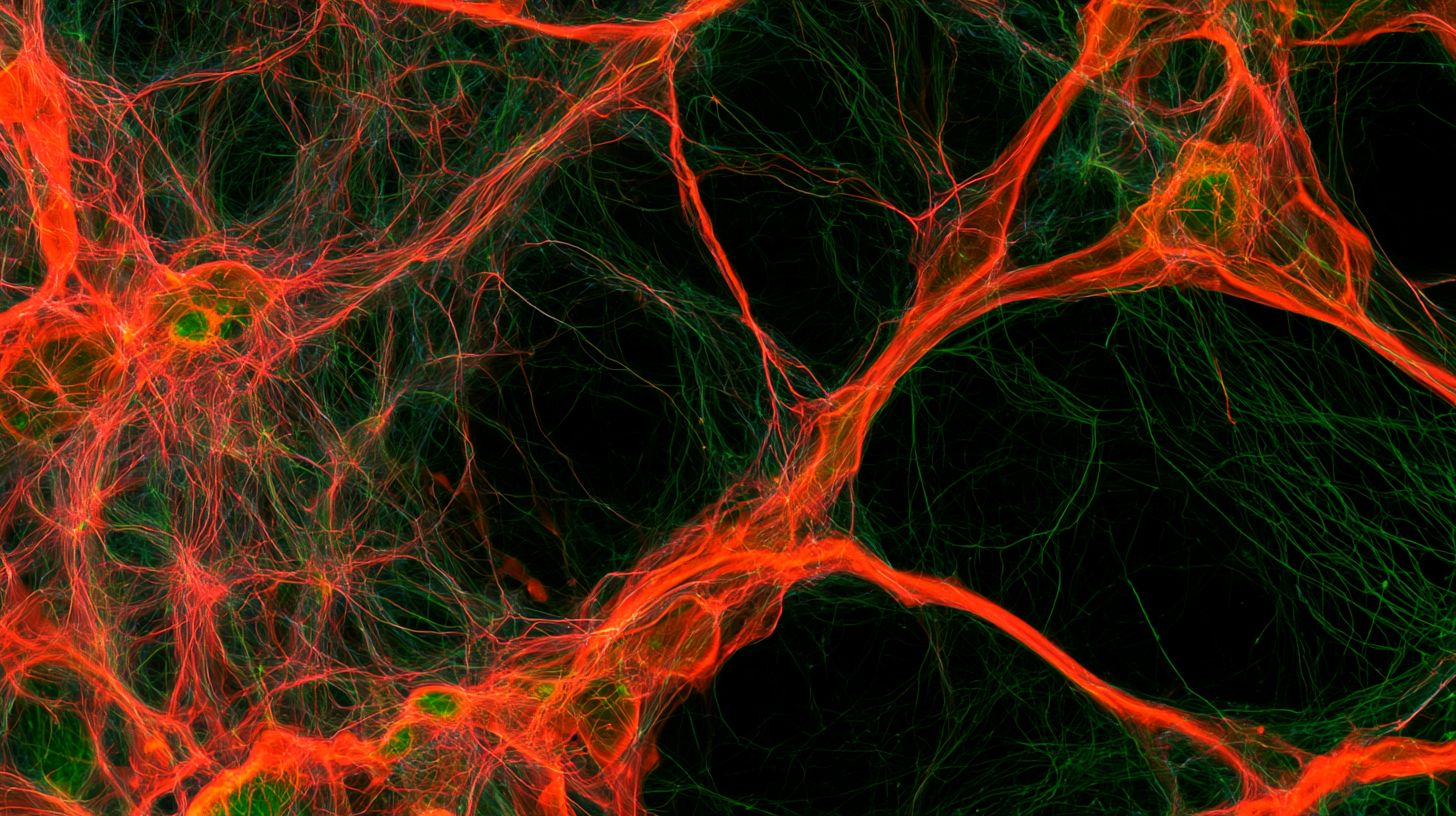 This shows neurons.