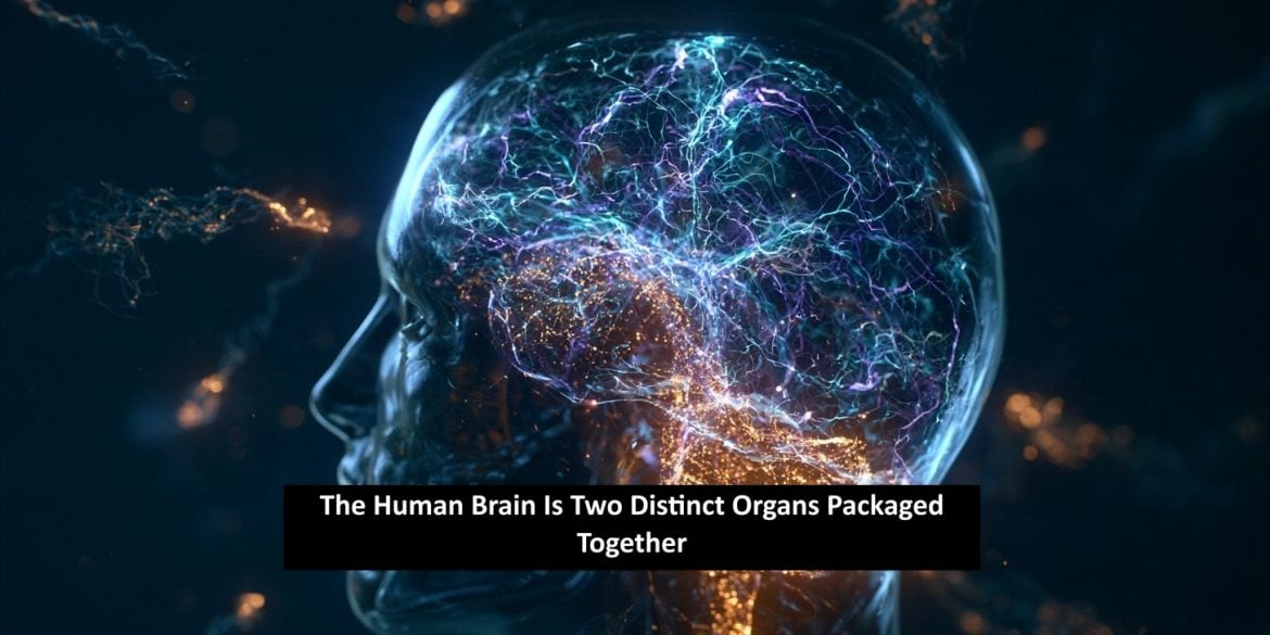 3D medical illustration of a human brain showing distinct color-coded anterior and posterior developmental regions converging within a single skull. Caption reads "The Human Brain Is Two Distinct Organs Packaged Together."
