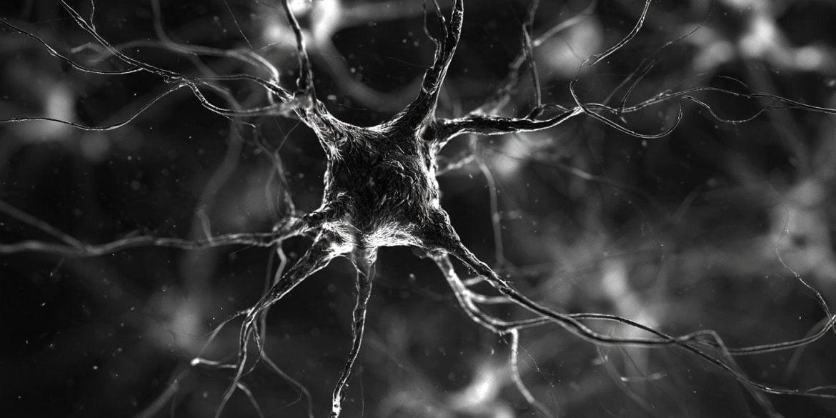 This shows neurons.