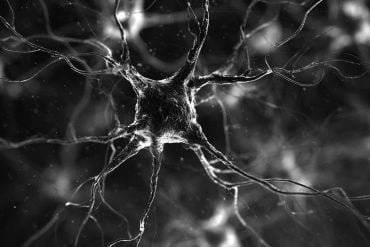 This shows neurons.