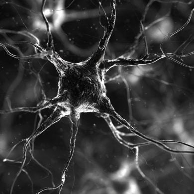 This shows neurons.