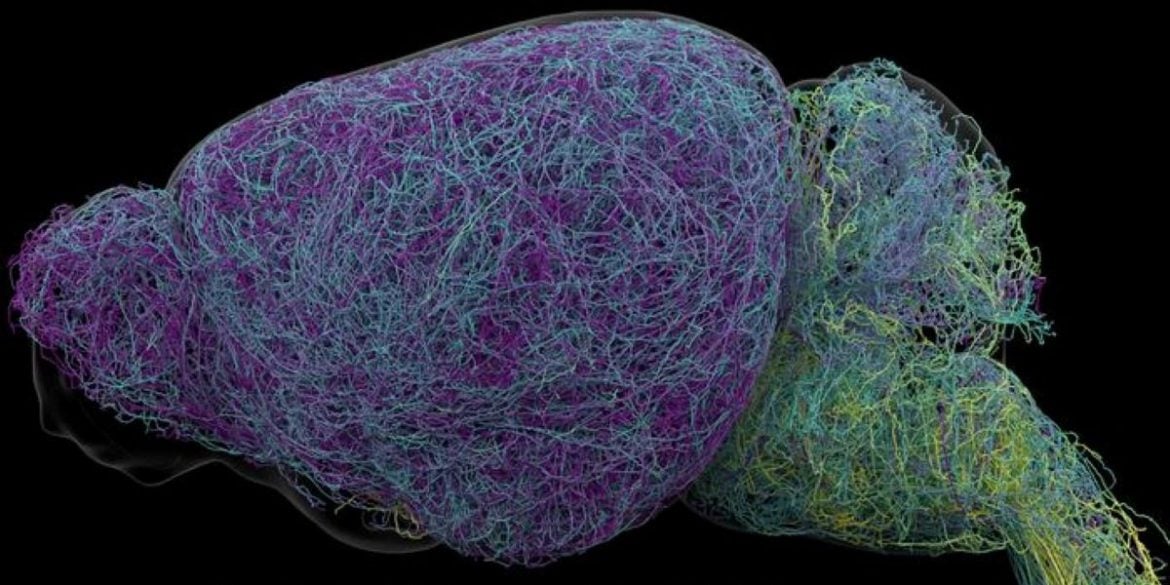 This shows a connectome brain map of neurons in the LC, image caption "How the Brain’s Norepinephrine Hub Drives Learning."