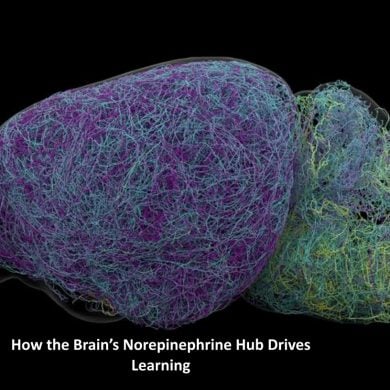 This shows a connectome brain map of neurons in the LC, image caption "How the Brain’s Norepinephrine Hub Drives Learning."