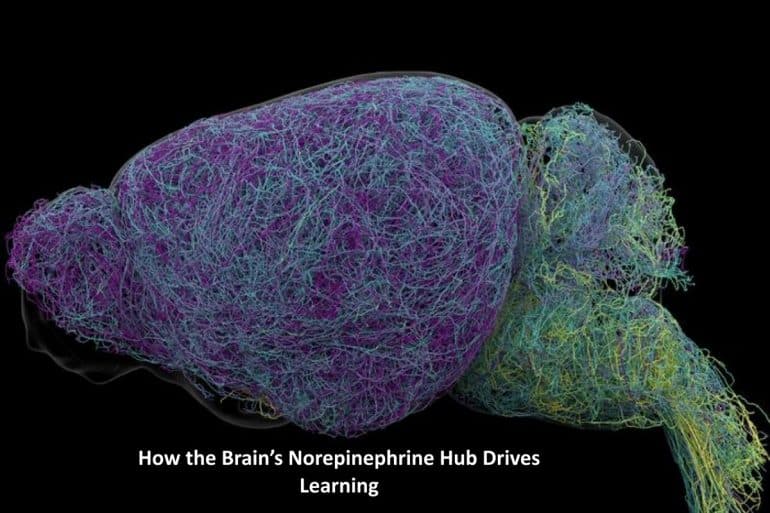 This shows a connectome brain map of neurons in the LC, image caption "How the Brain’s Norepinephrine Hub Drives Learning."