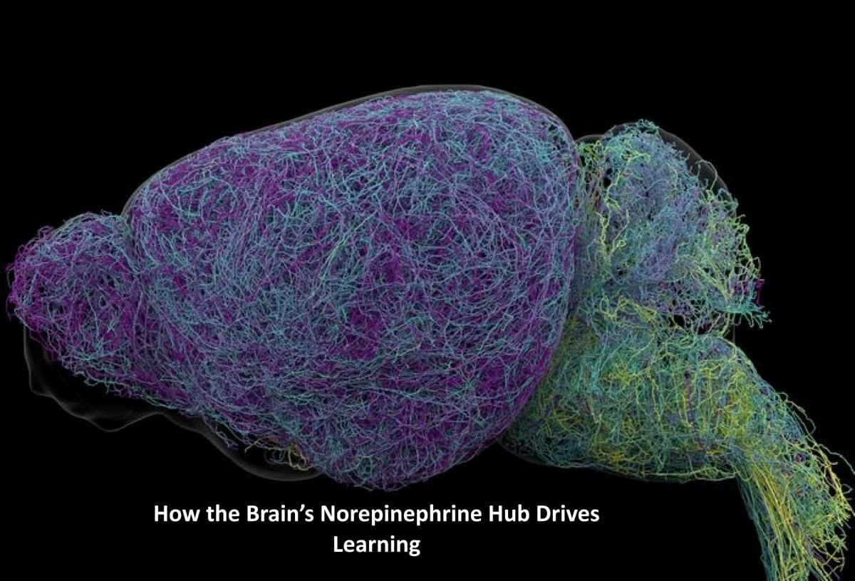 This shows a connectome brain map of neurons in the LC, image caption "How the Brain’s Norepinephrine Hub Drives Learning."