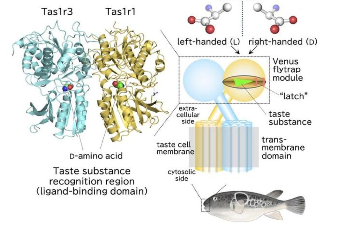 Single Molecular Latch Rewrites the Rules of Taste Perception