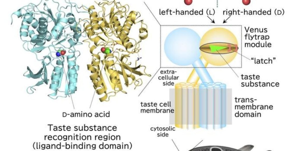This shows the structure of the taste receptor molecule.