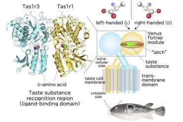 This shows the structure of the taste receptor molecule.