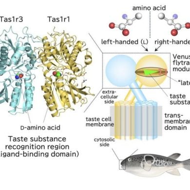 This shows the structure of the taste receptor molecule.