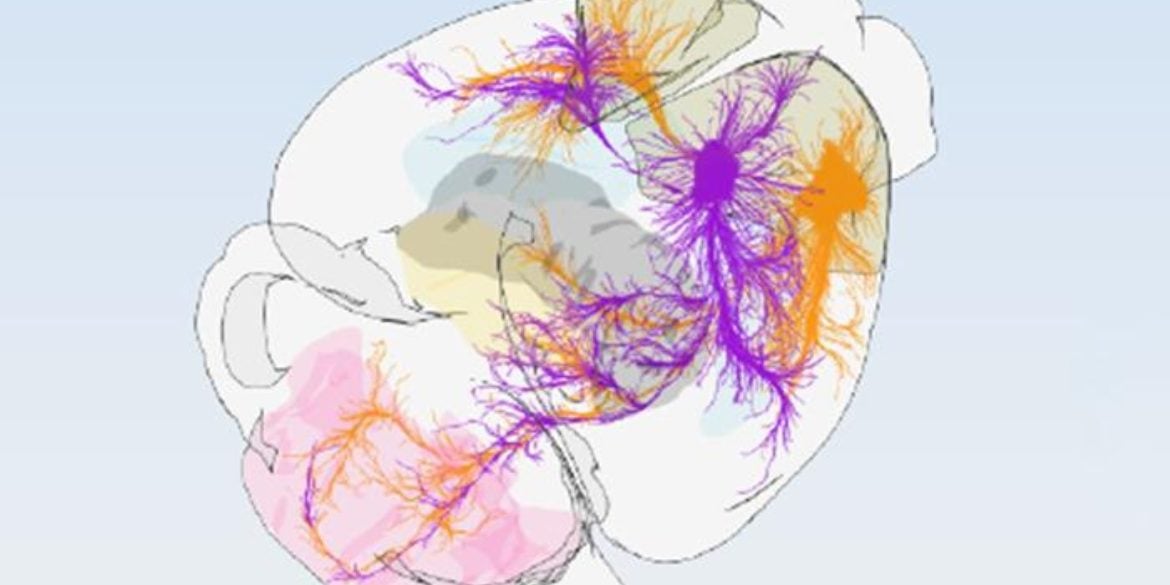 This shows a diagram of the mouse motor cortex.
