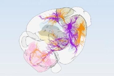 This shows a diagram of the mouse motor cortex.