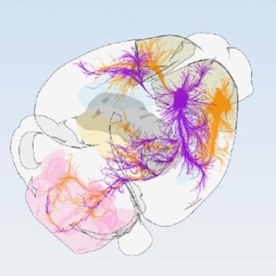 This shows a diagram of the mouse motor cortex.