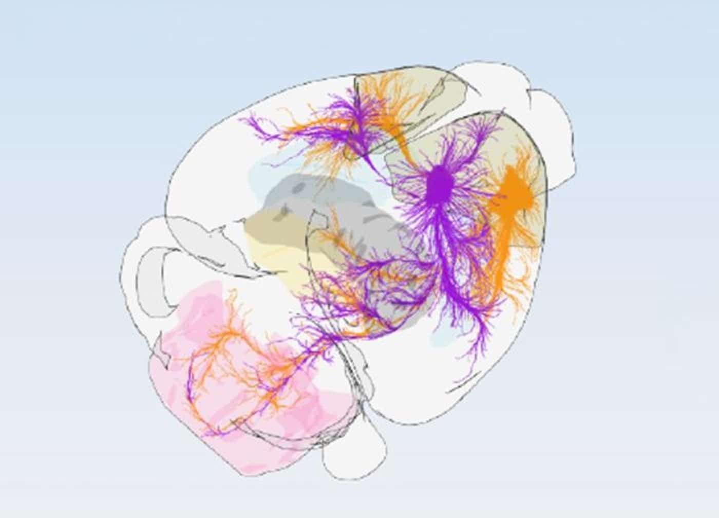 This shows a diagram of the mouse motor cortex.