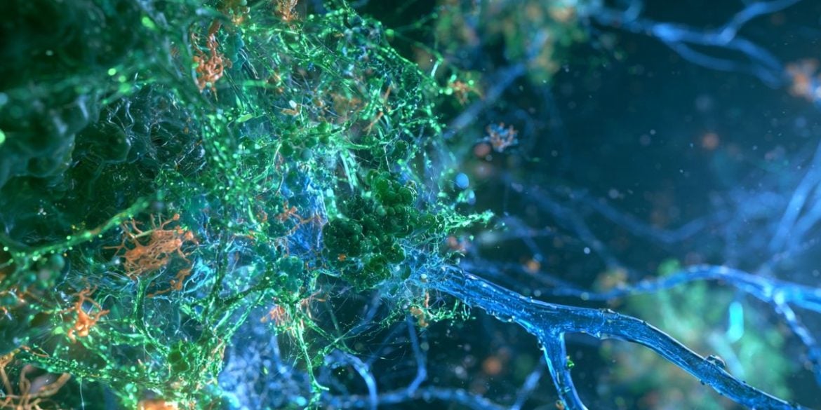 This shows neurons.