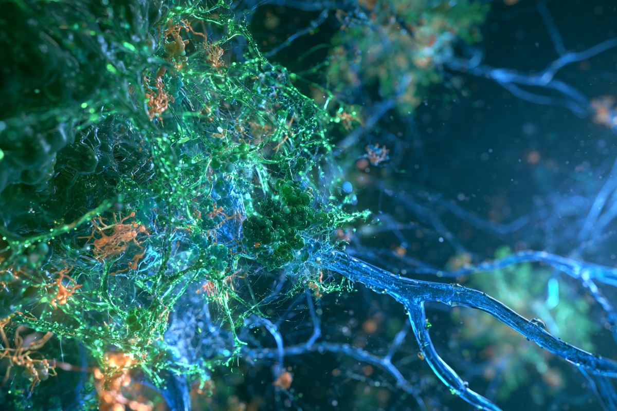 This shows neurons.