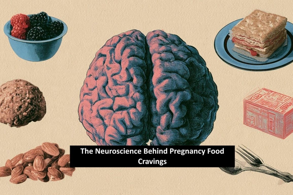 Brain Circuit Behind Pregnancy Food Cravings Discovered