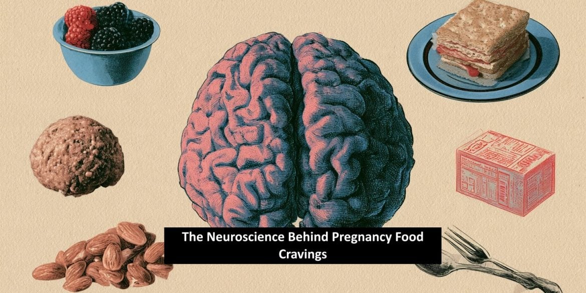 This shows a brain surrounded by food, with the caption "The Neuroscience Behind Pregnancy Food Cravings".