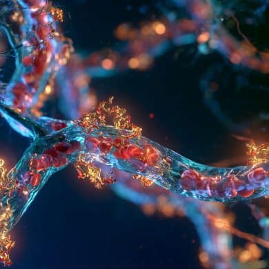 This illustration shows vascular flow.