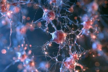 This shows neurons.
