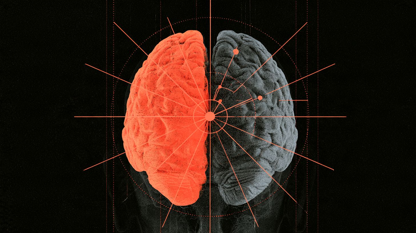 This shows a brain. Half of it is red.