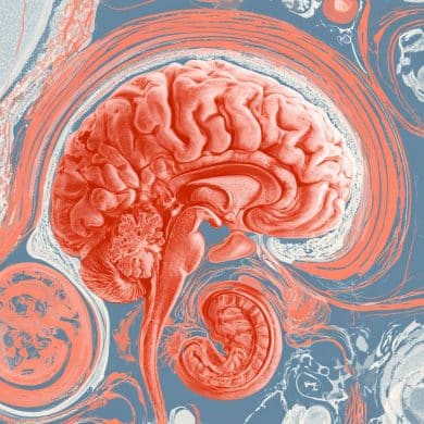 This shows a brain.