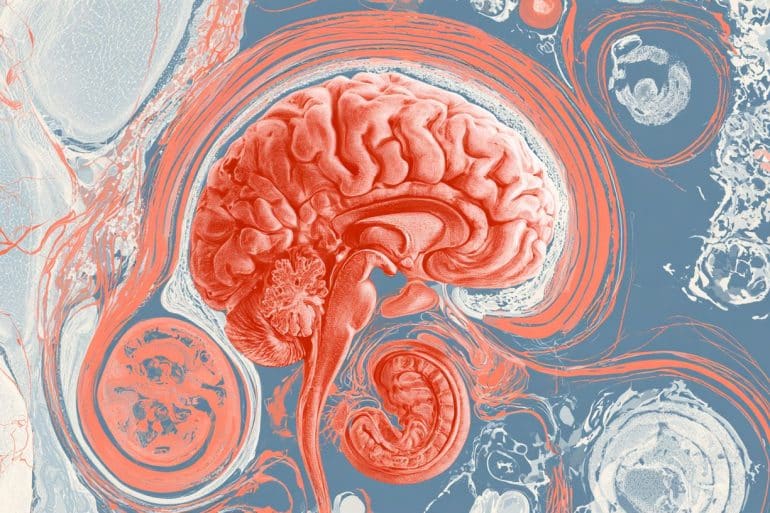 This shows a brain.