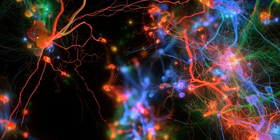 This shows neurons.