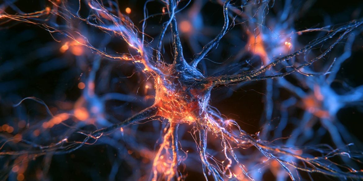 This shows neurons.