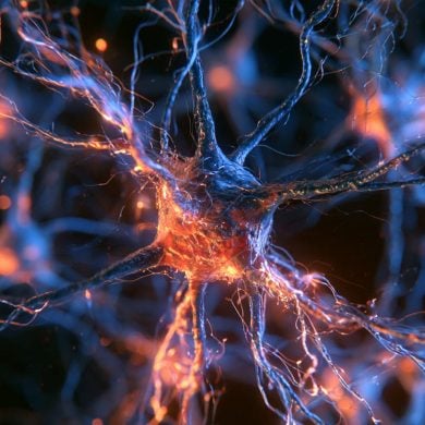 This shows neurons.