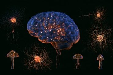 This shows a brain, psilocybin mushrooms and neurons.
