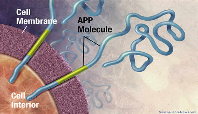 Illustration of the APP molecule spanning a cellular membrane is shown.