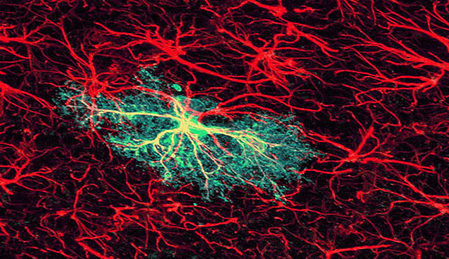An astrocyte is highlighted among neurons.