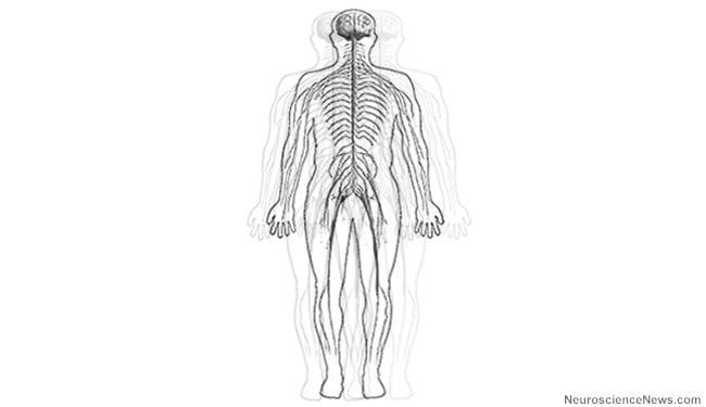 A drawing of a human body with peripheral nerves is shown with an effect that looks like it has tremors.