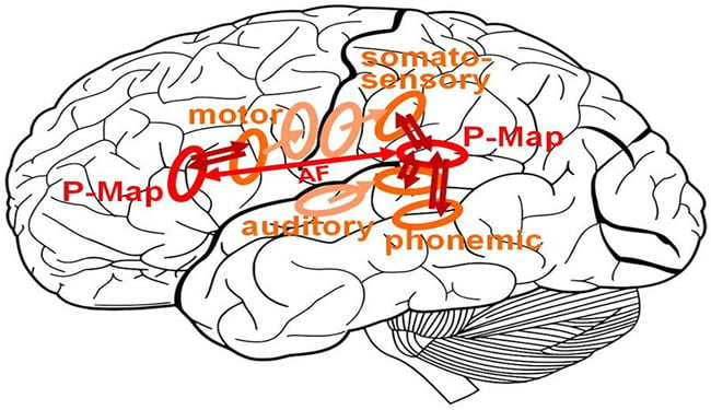 An image of a brain is shown with with some labels such as Auditory and Motor.