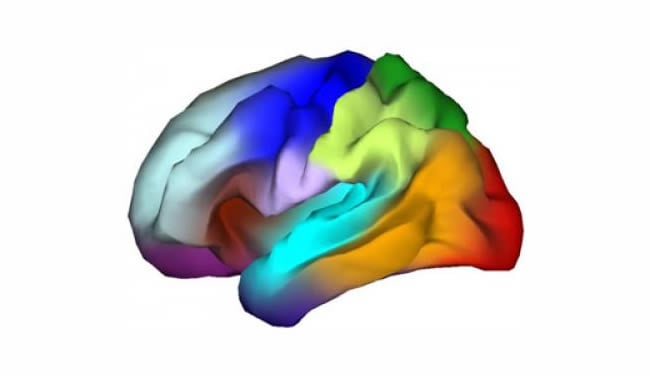 A multicolored brain image is shown.