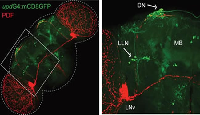 Clock neurons are shown in neuroimages.